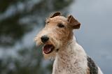 FOX TERRIER 654